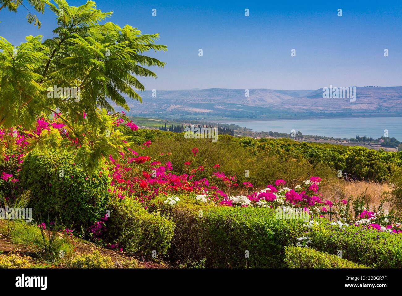 Bougainvillea Blumen und der See von Galiläa, Israel, Naher Osten. Stockfoto