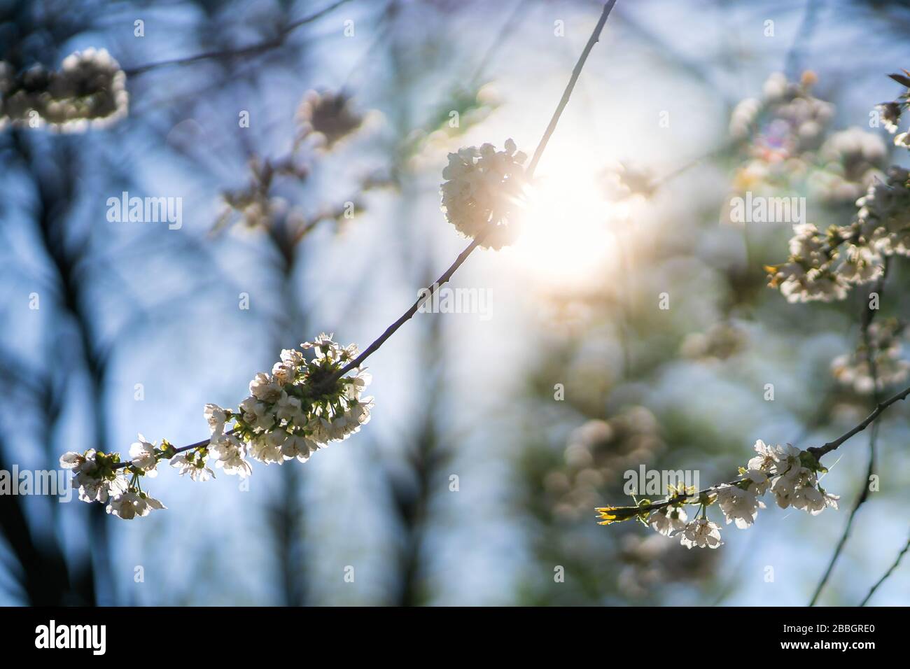 Frühlingsblütenhintergrund. Blühende Blumen eines wilden Kirschbaums in der Natur. Abstrakter verschwommener Hintergrund und Sonnenschein, schöner Stadtpark. Stockfoto