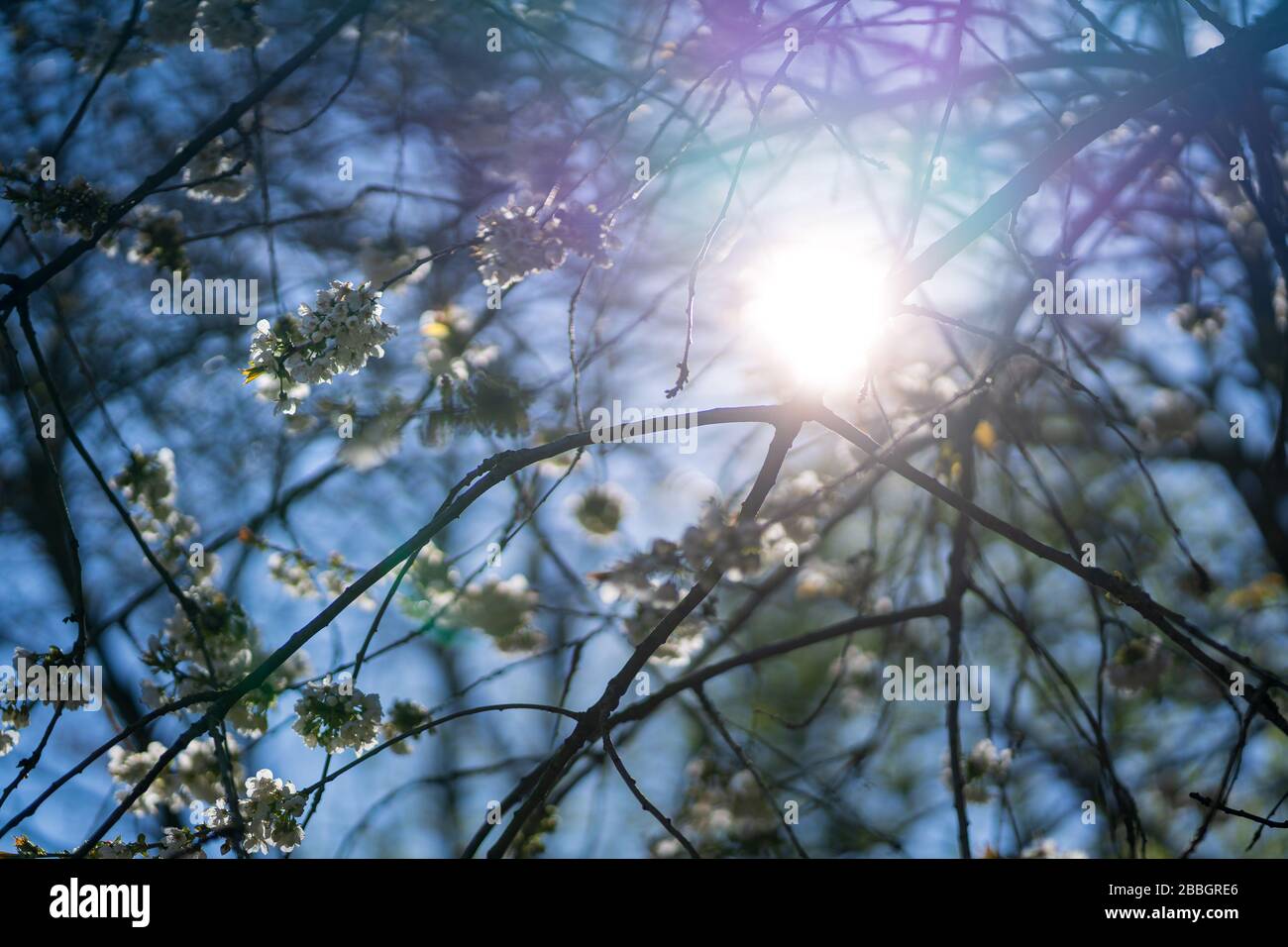 Frühlingsblütenhintergrund. Blühende Blumen eines wilden Kirschbaums in der Natur. Abstrakter verschwommener Hintergrund und Sonnenschein, schöner Stadtpark. Stockfoto