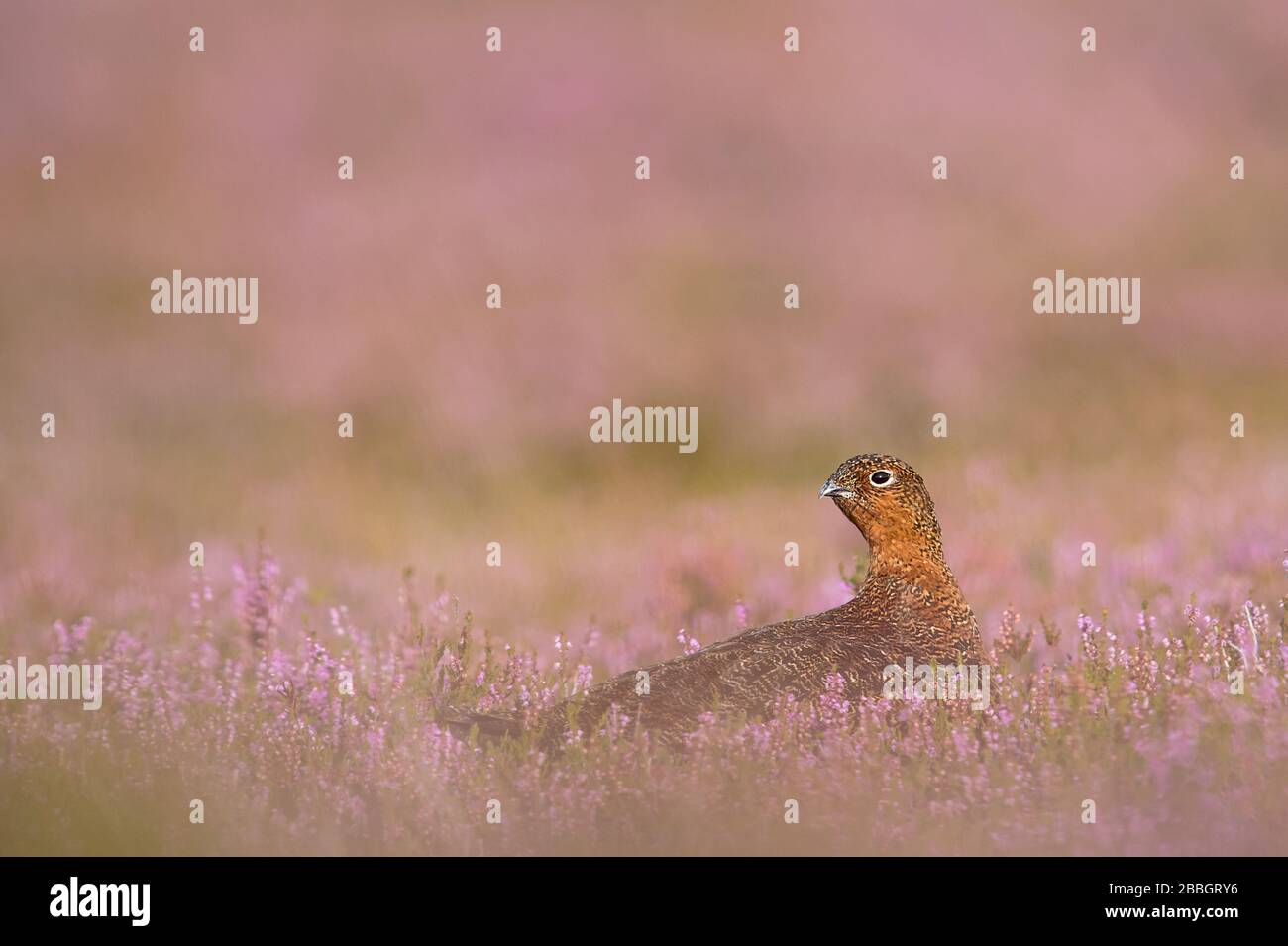 Roter Zackenbarsch auf den Yorkshire Moors Stockfoto