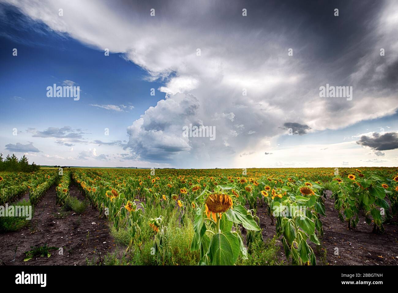 Sturm bildet sich über Sonnenblumenfeld im ländlichen Süden Manitobas, Kanada Stockfoto