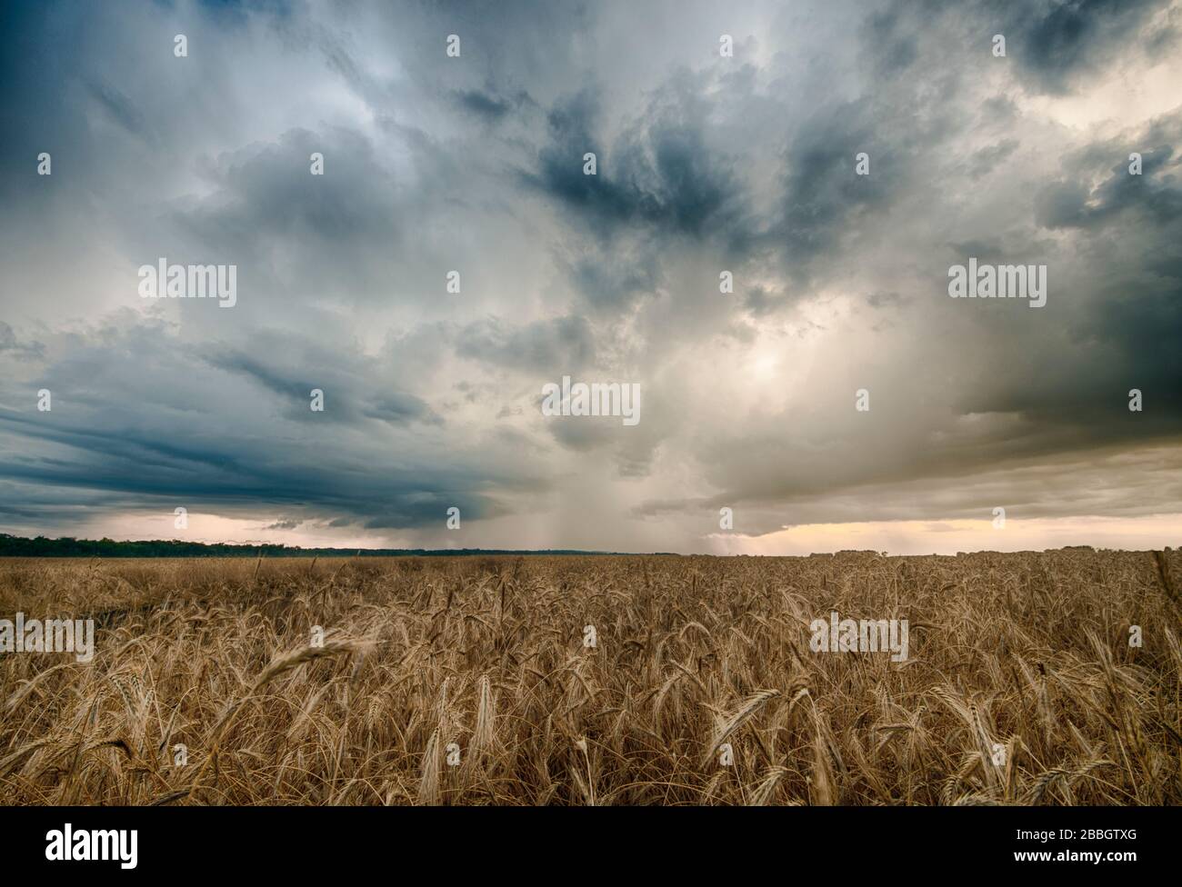 Sturm bildet sich über Weizenfeld im ländlichen Süden Manitobas, Kanada Stockfoto