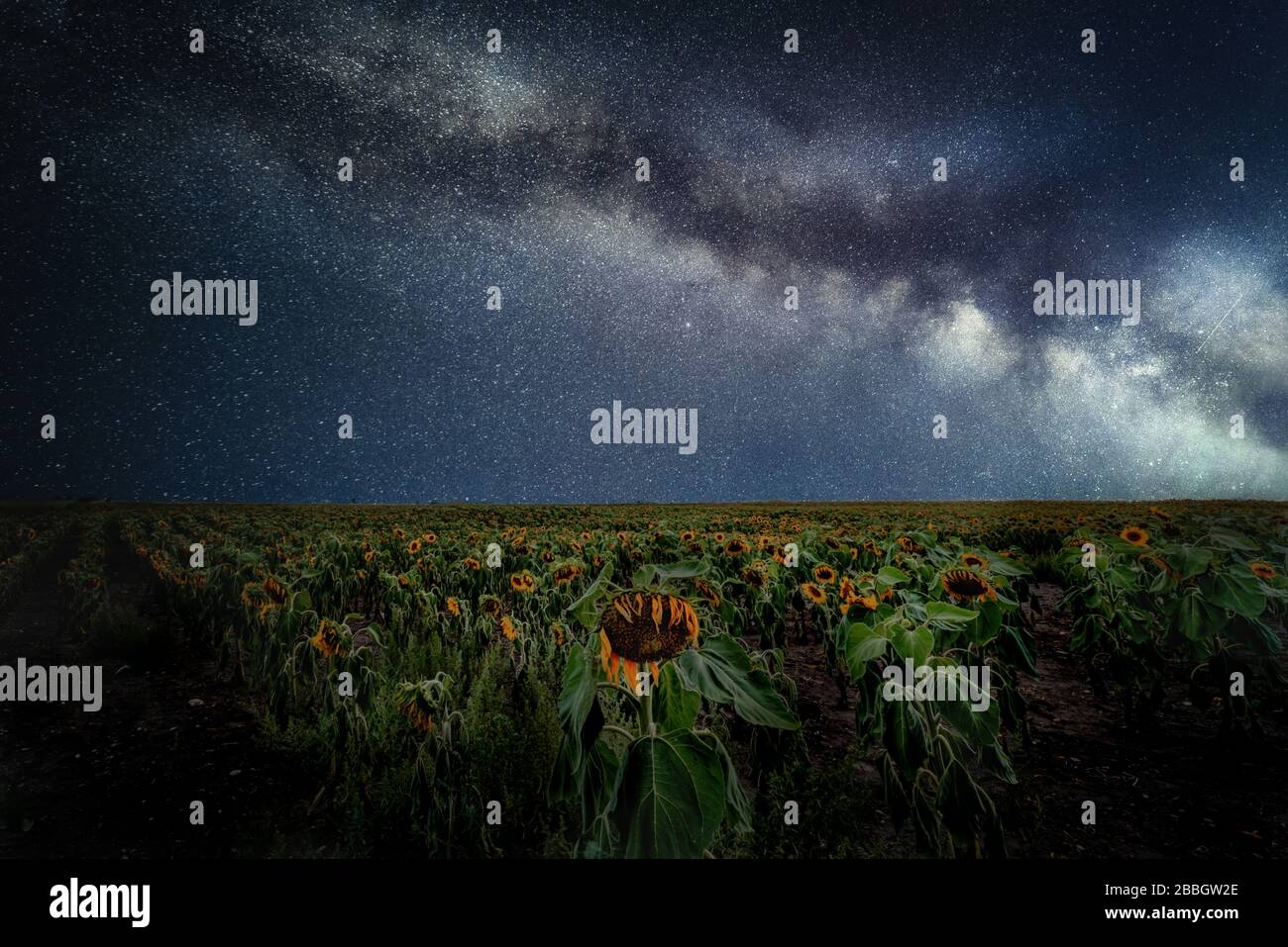 Milkyway über Sonnenblumenfeld Manitoba Canada Composite Image 2 Aufnahmen Stockfoto