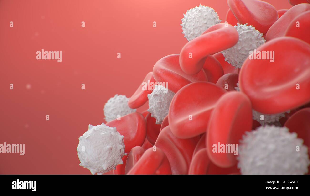 Rote Blutzellen mit weißen Blutzellen, die immun sind. Wissenschaftliches und medizinisches mikrobiologisches Konzept. Anreicherung mit Sauerstoff und Nährstoffen. Übertragen Stockfoto