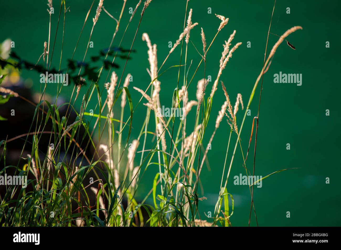 Foto von sonnenbeleuchteten Gräsern im Chiaro-Scuro-Effekt mit smaragdfarbenem Fluss im Hintergrund Stockfoto