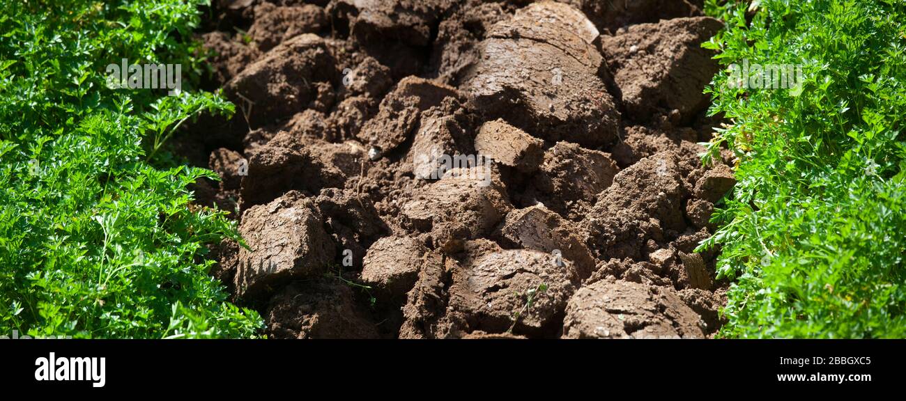 Foto des gegrabenen Bodens auf einem Feld zwischen zwei Petersilienlinien Stockfoto