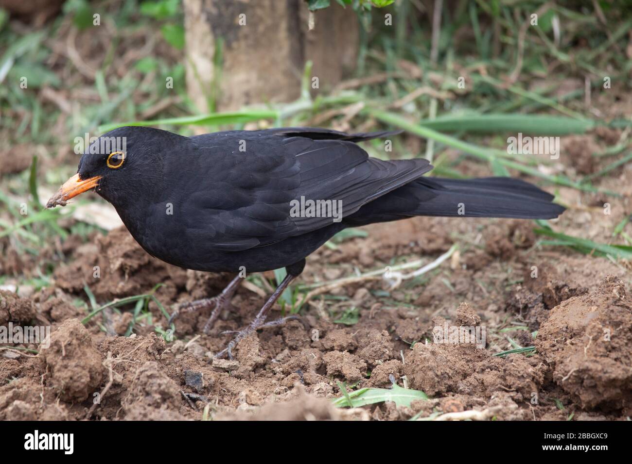 Speichern Sie männlichen gemeinen Schwarzvogelvogel mit gelbem Augenring, während Sie im Frühjahr nach Regenwürmern suchen Stockfoto