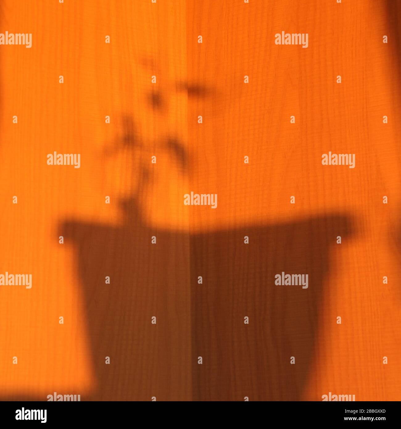Schatten eines Blumentopfes mit einer Pflanze auf einem orangefarbenen, sonnigen Hintergrund. Stock-Illustration für Web und Print mit leerem Platz für Text und Design. Stockfoto