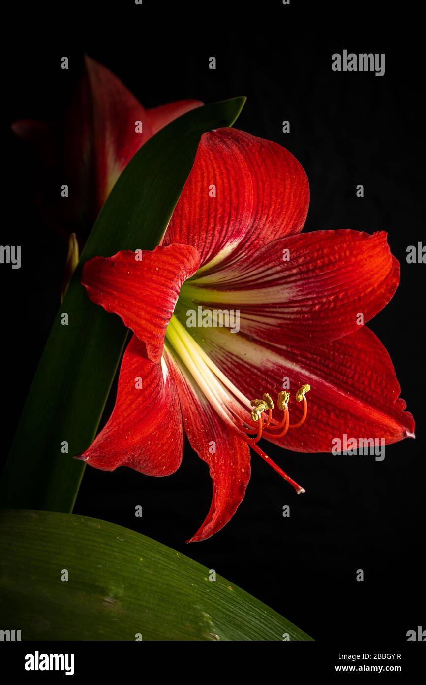 Rote Amaryllis, Blume in voller Blüte auf schwarzem Hintergrund Stockfoto