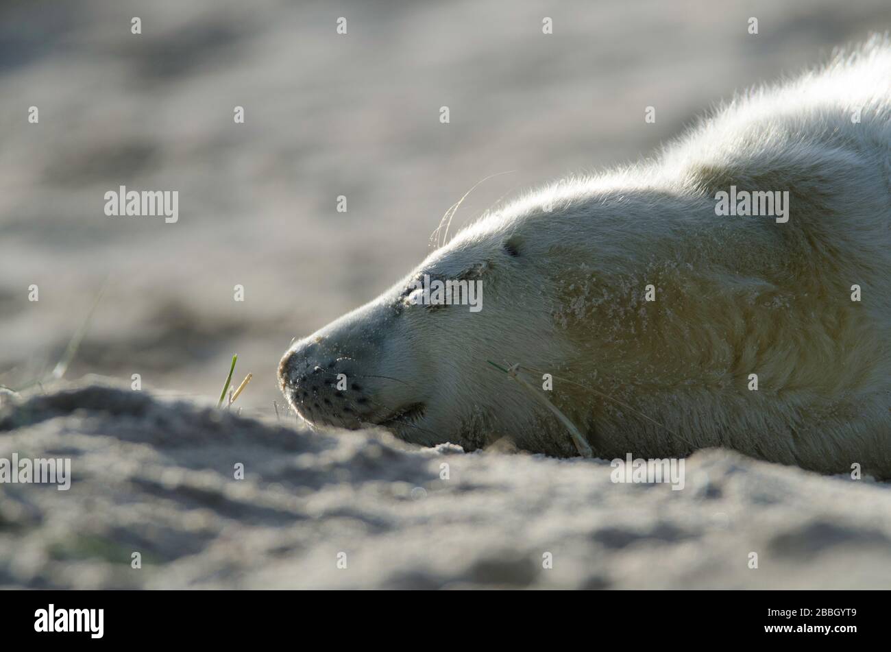 Grauer Seehundeldzuck in Winterton am Meeresstrand Stockfoto