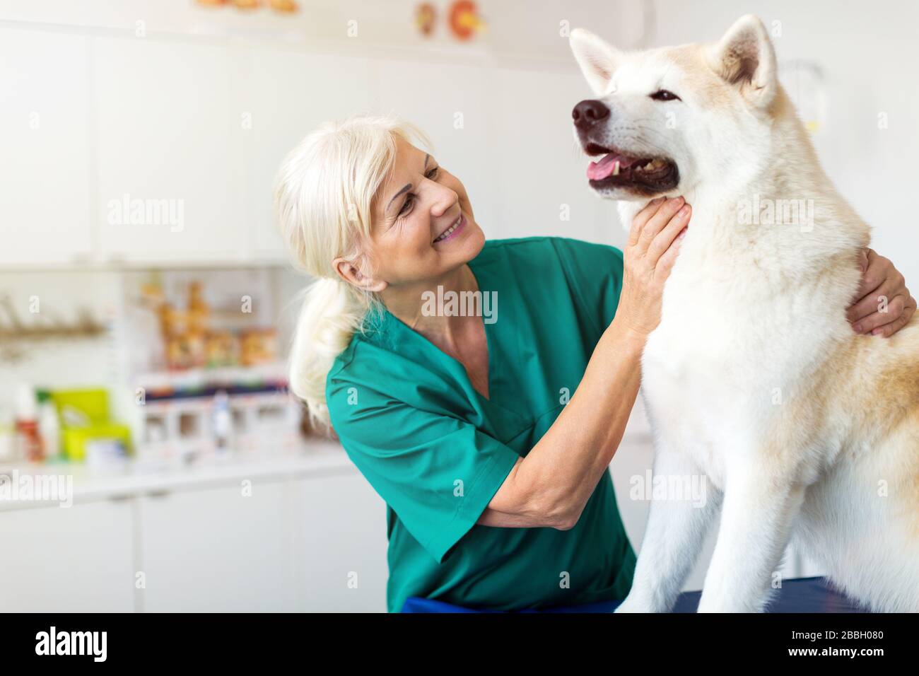 Weiblicher Tierarzt, der einen Hund in ihrem Büro untersucht Stockfoto