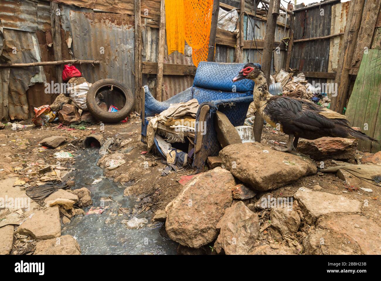 Eine große Ente, die an einem alten Stuhl steht und eine Kanalisation in Slum, Nairobi, Kenia öffnet Stockfoto
