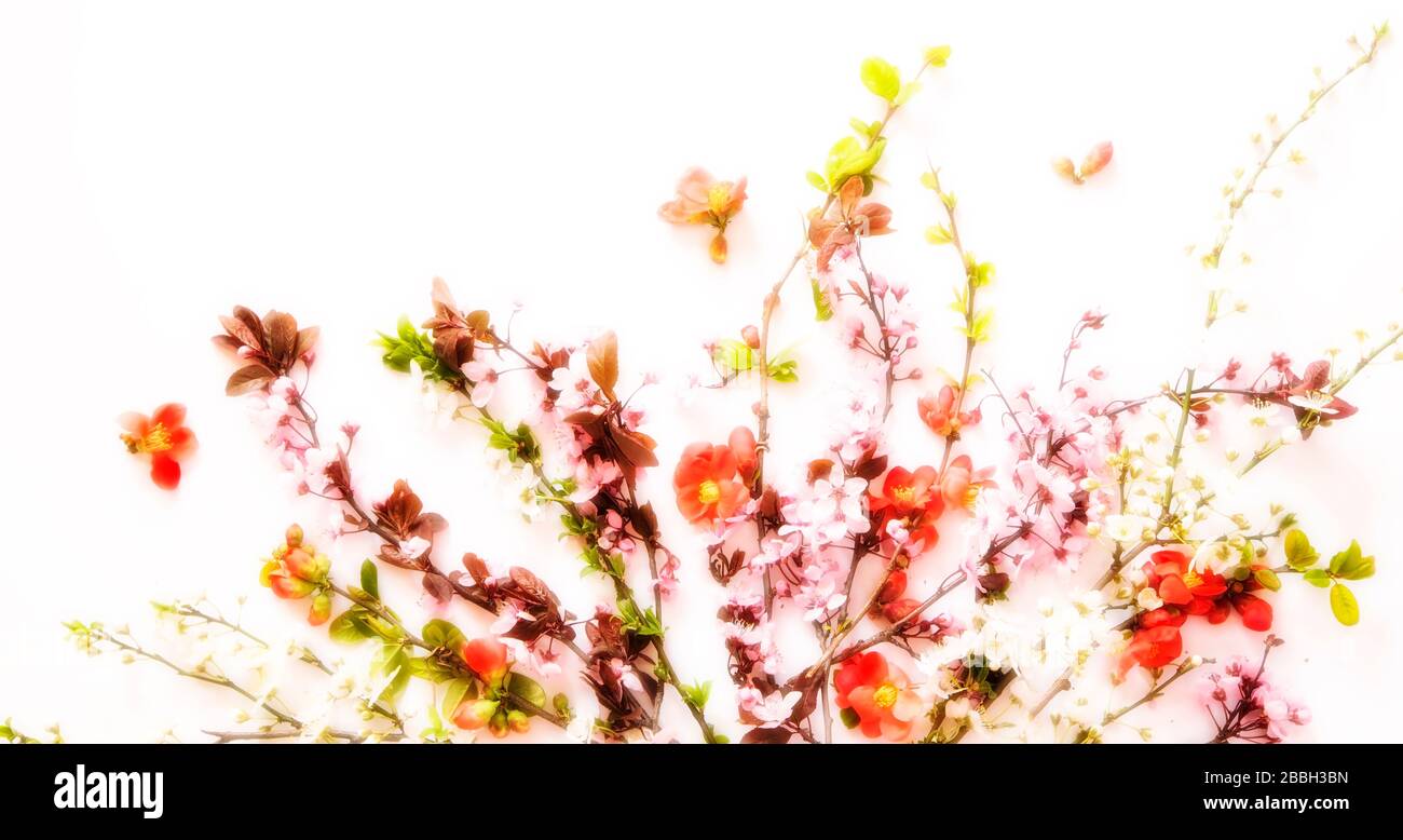 Blumenarrangement im Frühling auf weißem Hintergrund Stockfoto