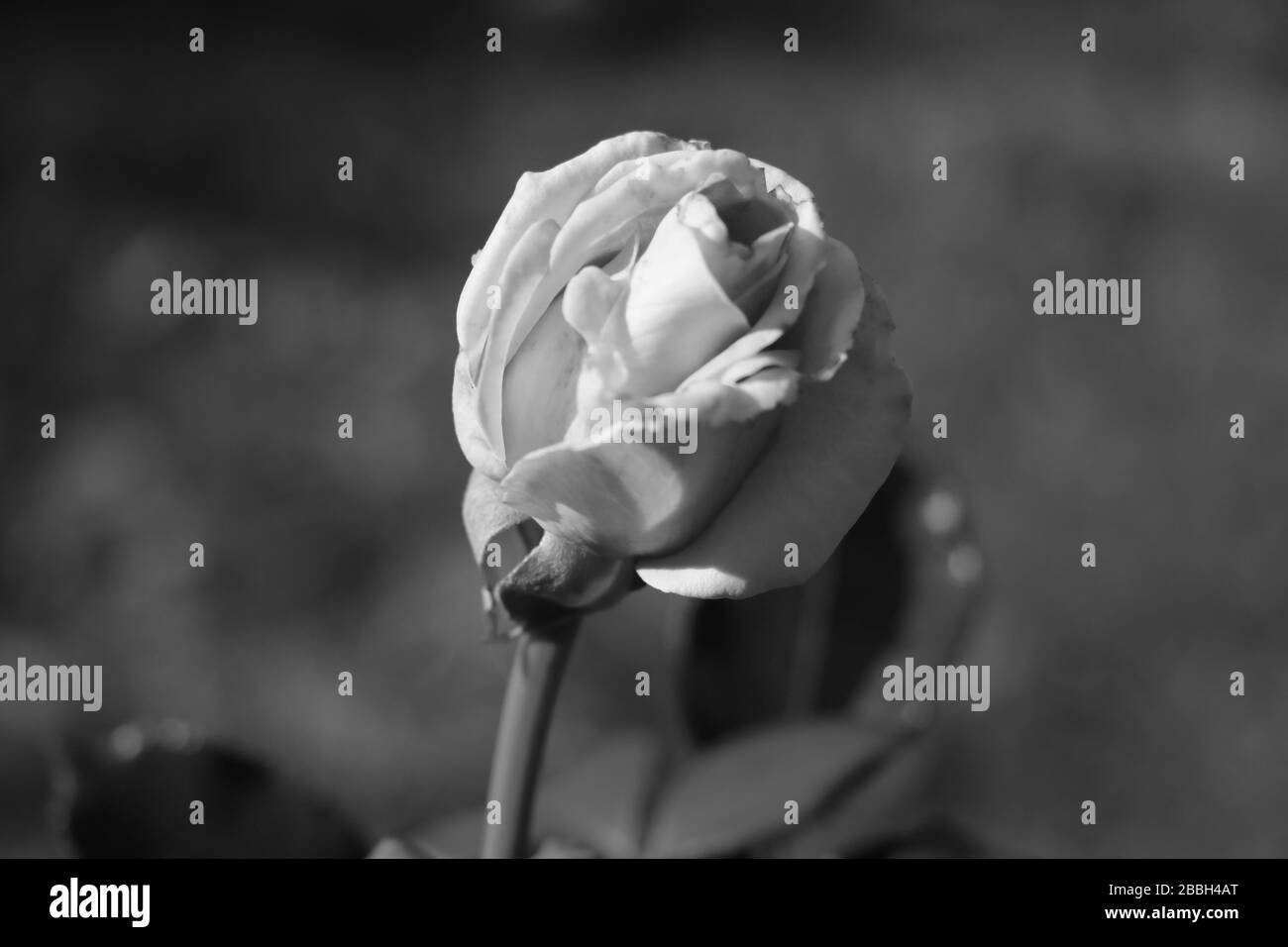 Blick auf einen Rosebud in einem Garten, Schwarz-Weiß-Foto, selektiver Fokus Stockfoto