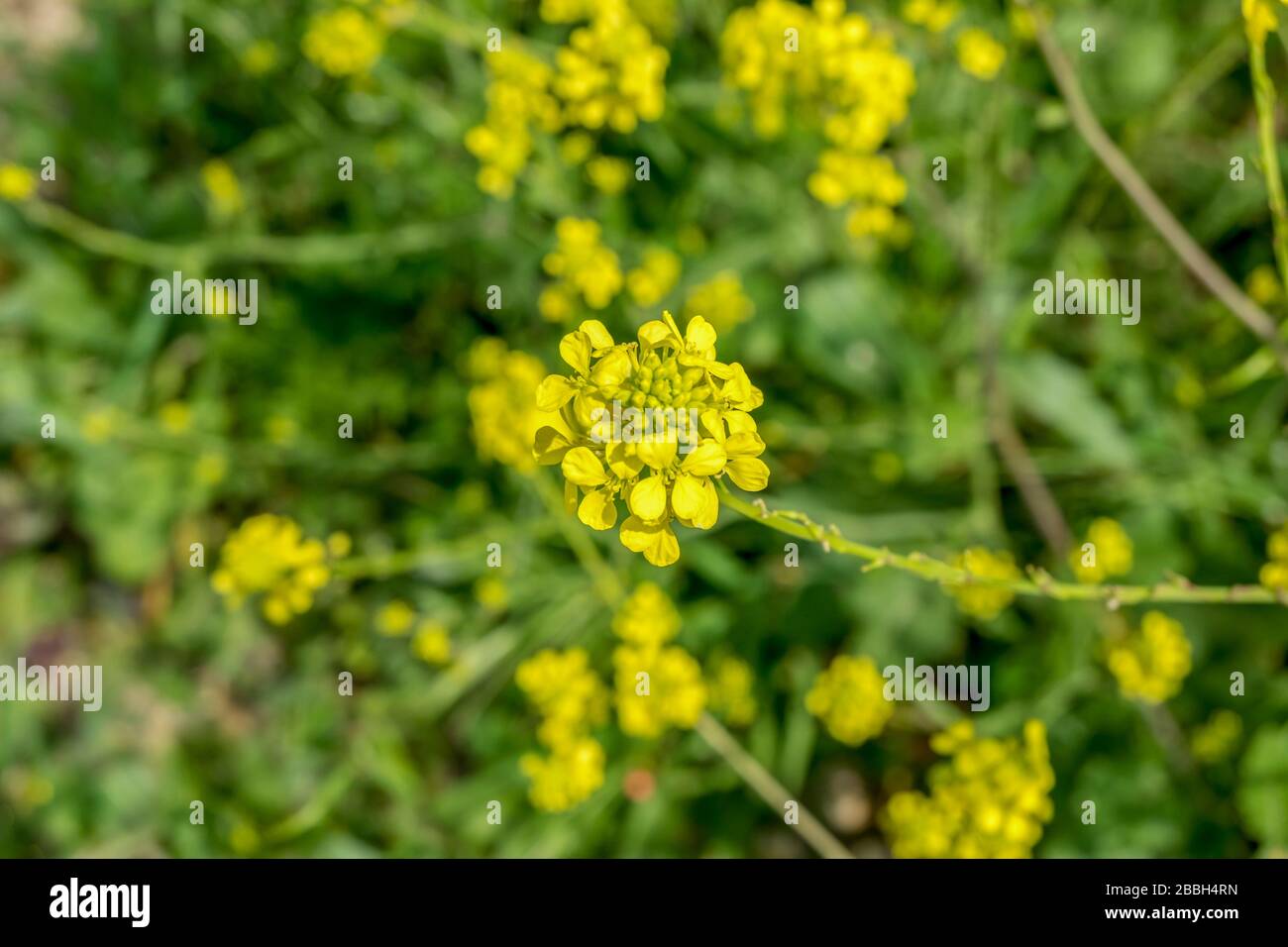 Unter den Grünblättern gibt es Tausende kleiner Daisen. Sie werden wachsen und einen perfekten Garten schaffen. Stockfoto