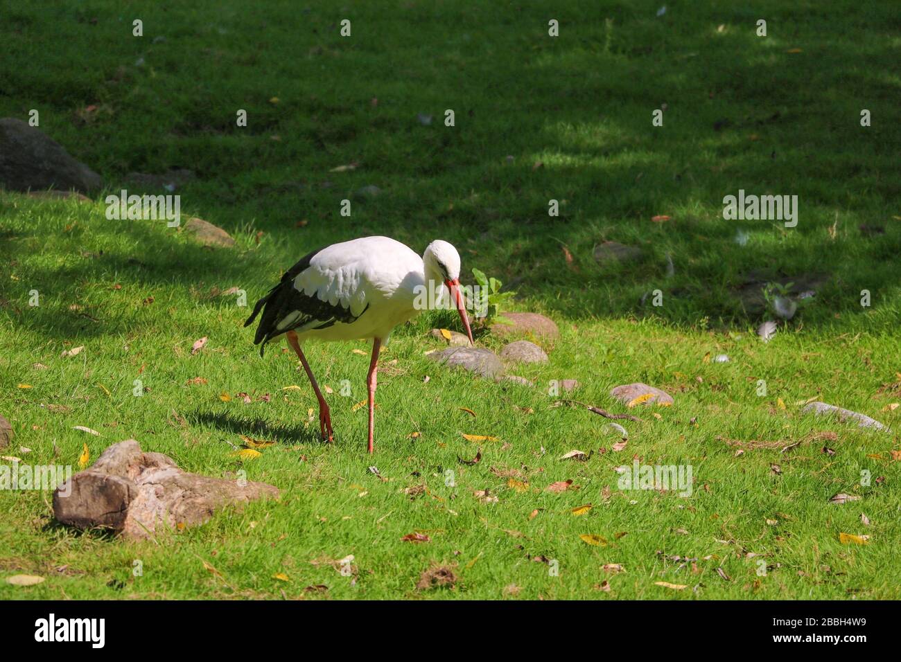 Ein Weißstorch läuft auf grünem Gras und sucht nach Nahrung Stockfoto