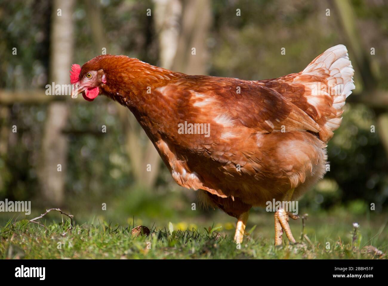 Freies braunes Huhn mit rotem Kamm, Wattle und Ohrläppchen Stockfoto