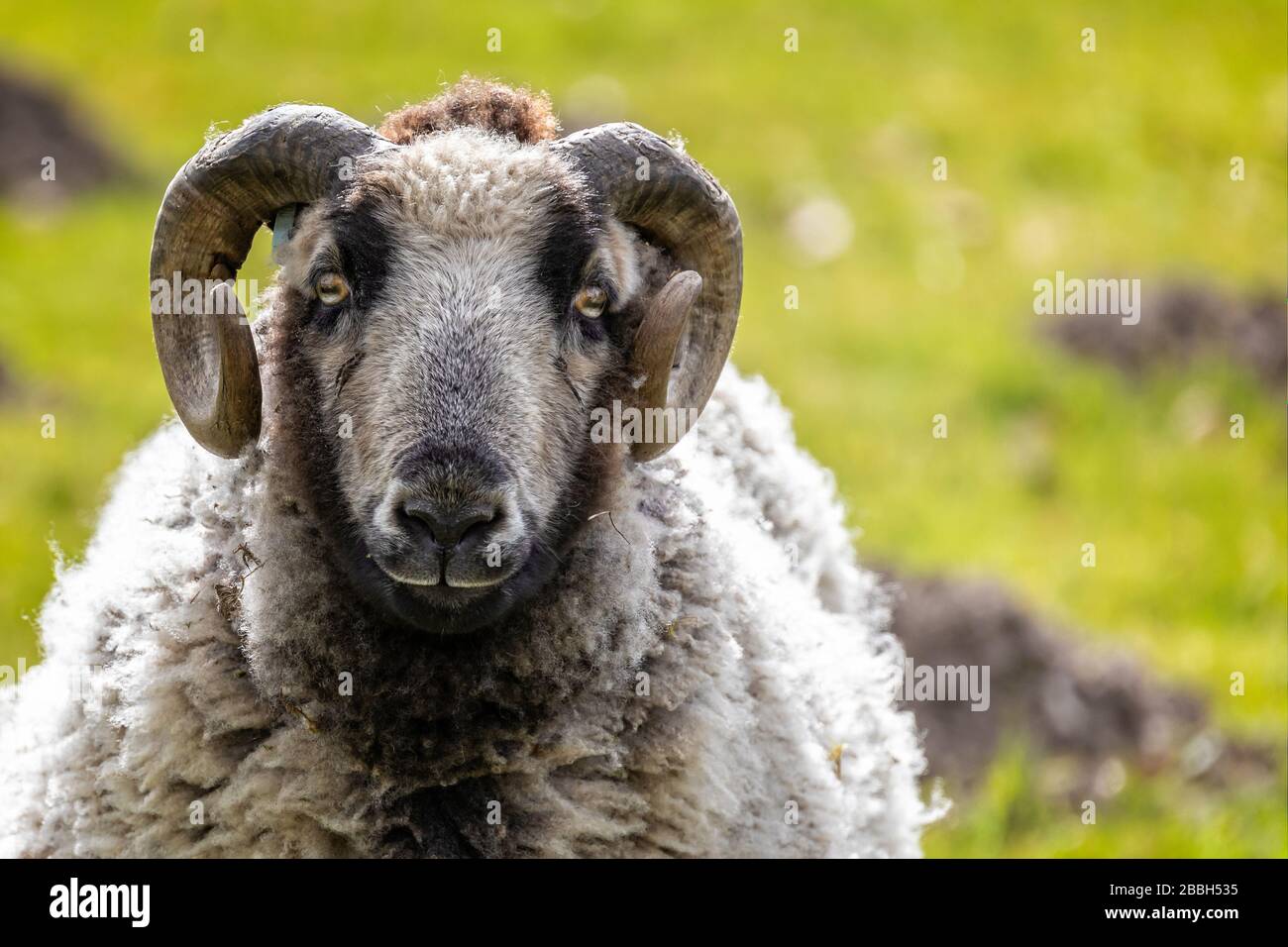 Nahaufnahme von Schafen mit gebogenen Hörnern auf dem Feld Stockfoto