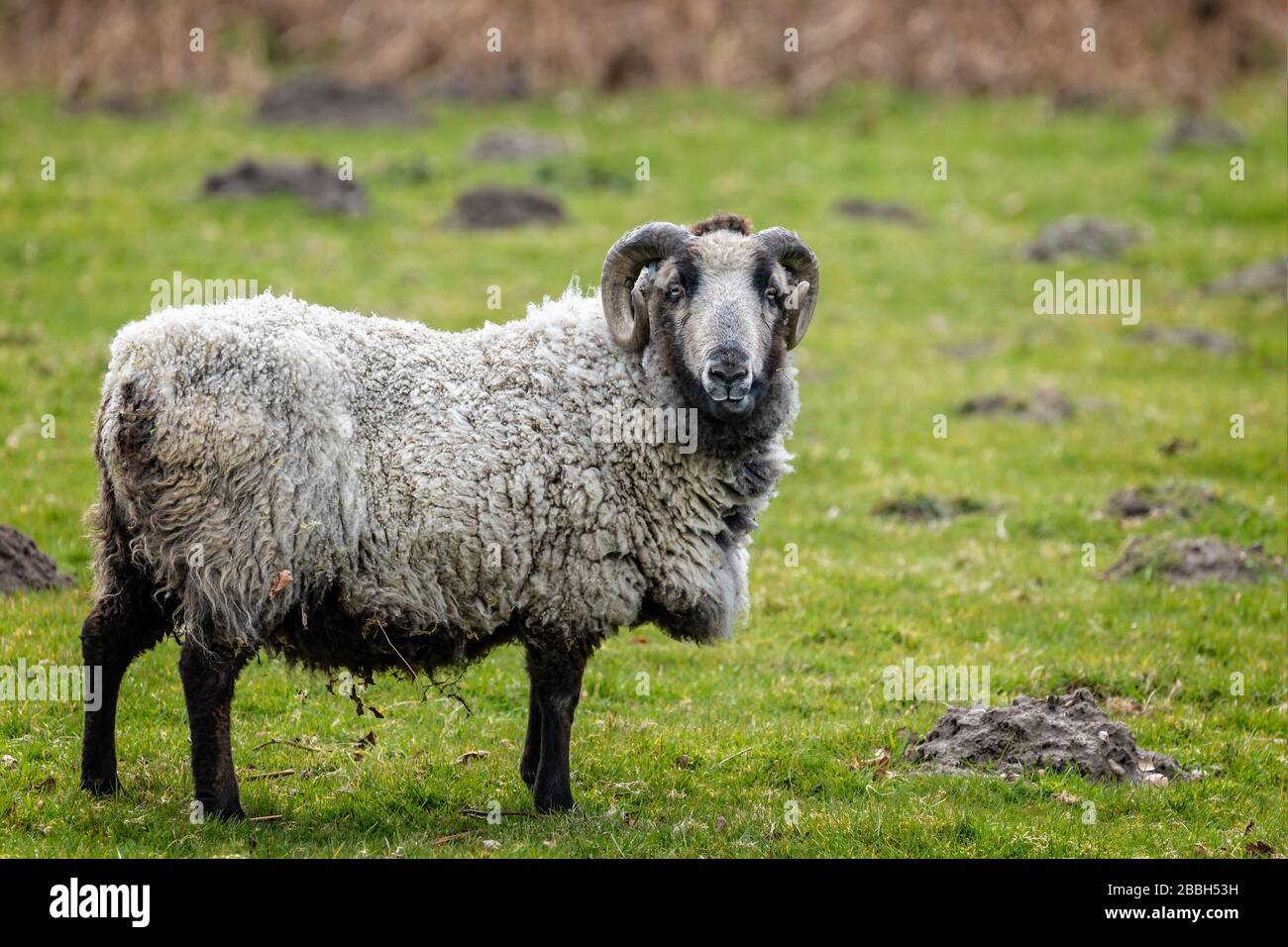 Nahaufnahme von Schafen mit gebogenen Hörnern auf dem Feld Stockfoto