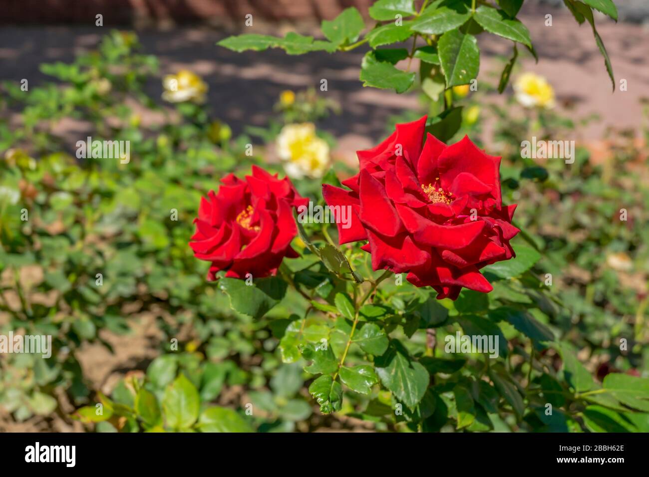 Es ist ein perfektes Geschenk für ein Mädchen. Schöne bunte Blumen Stockfoto