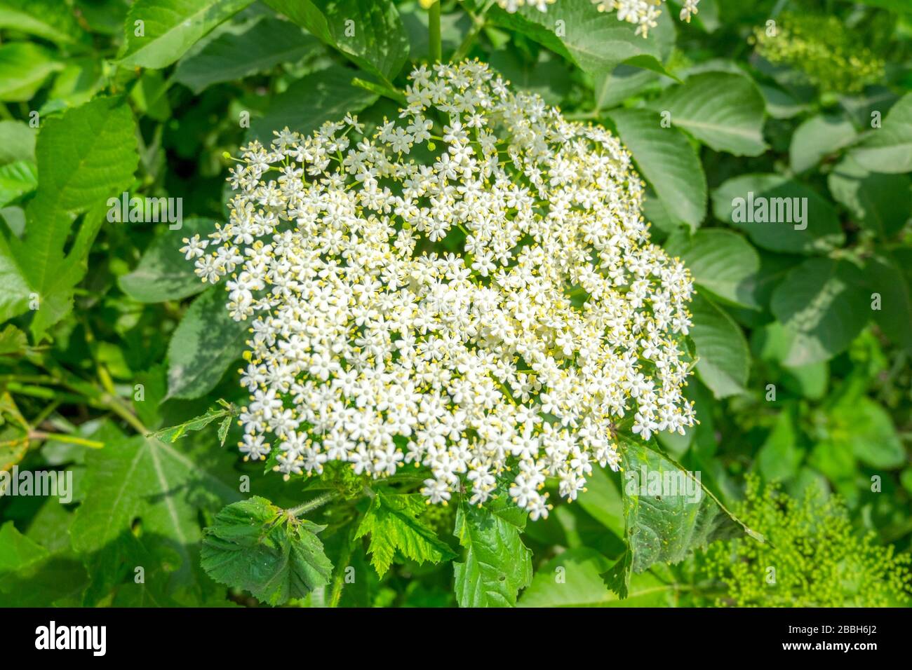 Unter den Grünblättern gibt es Tausende kleiner Daisen. Sie werden wachsen und einen perfekten Garten schaffen. Stockfoto
