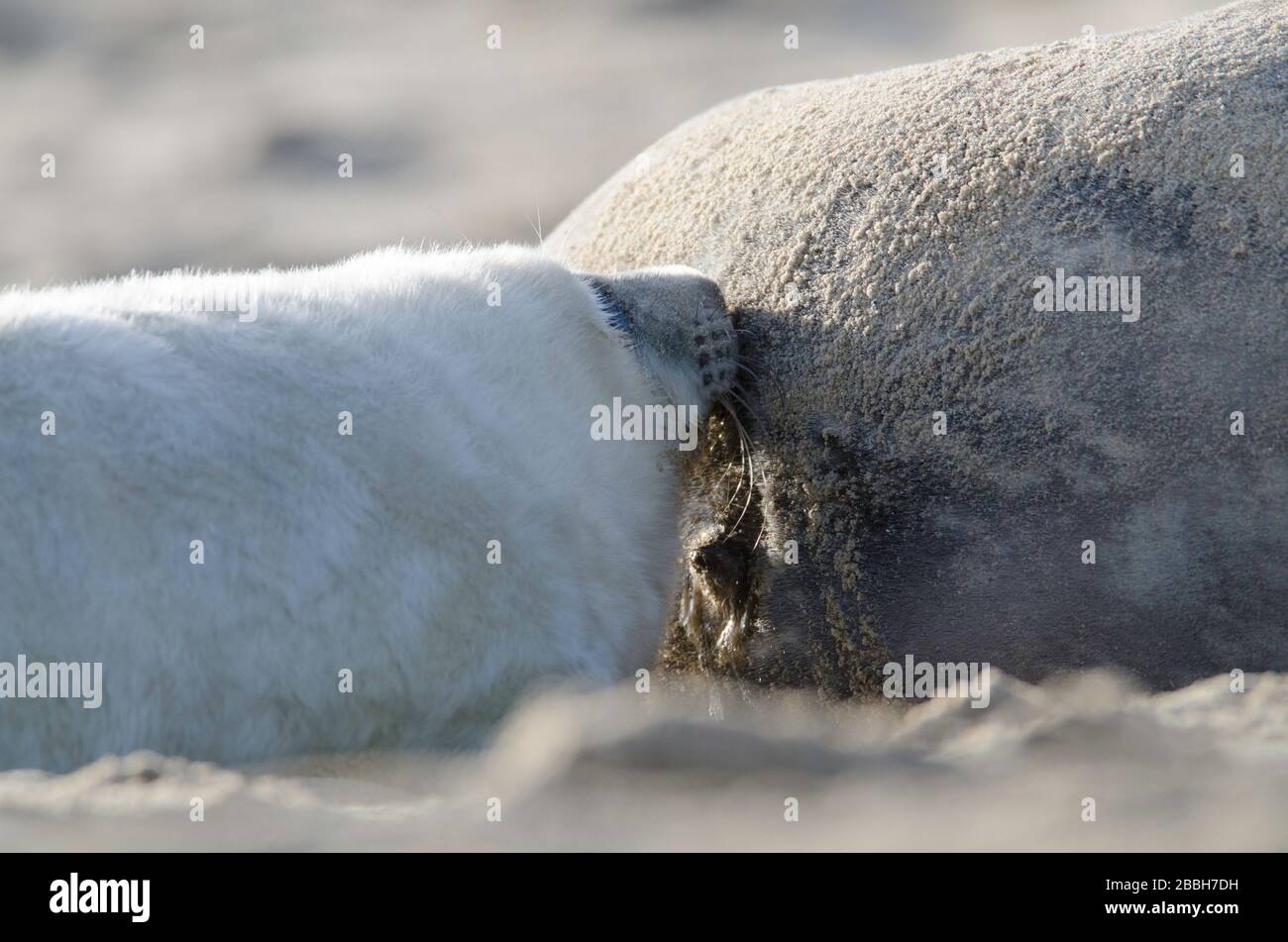 Grey Seal Welpen saugen Mütter Milch in Winterton am Meer Strand Stockfoto