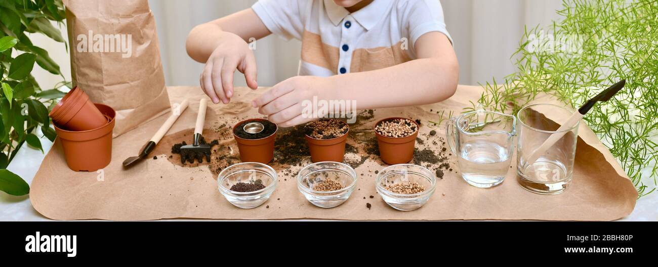 Bepflanzung von Rübensamen, Koriander, Kohl. Mit einem Trichter liefert das Kind den Koriandersamen tief in den Boden. Stockfoto