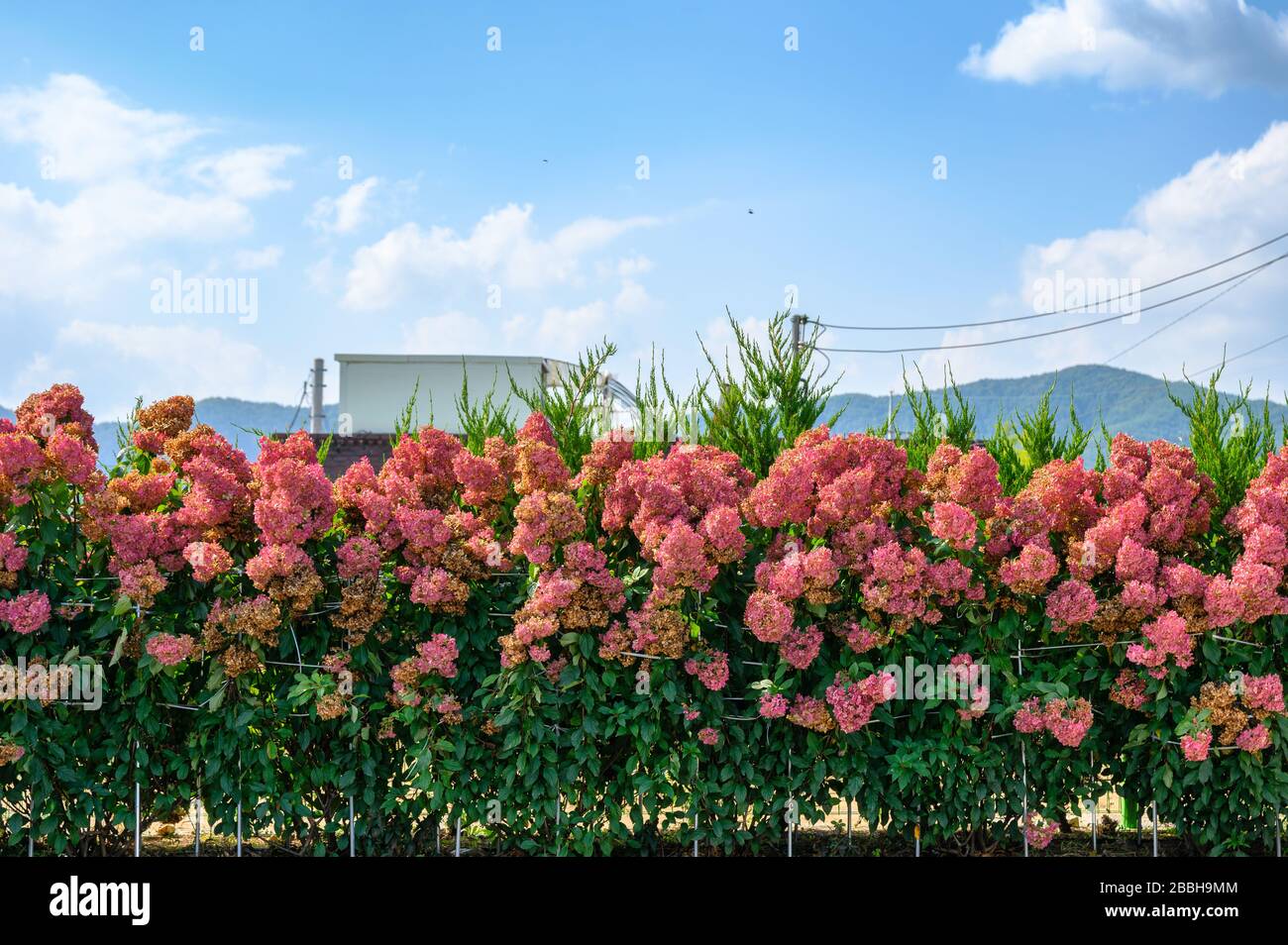 Rosa Hydrangea blüht mit grünen Blättern im Garten mit blauem Himmel auf der Landschaft Stockfoto