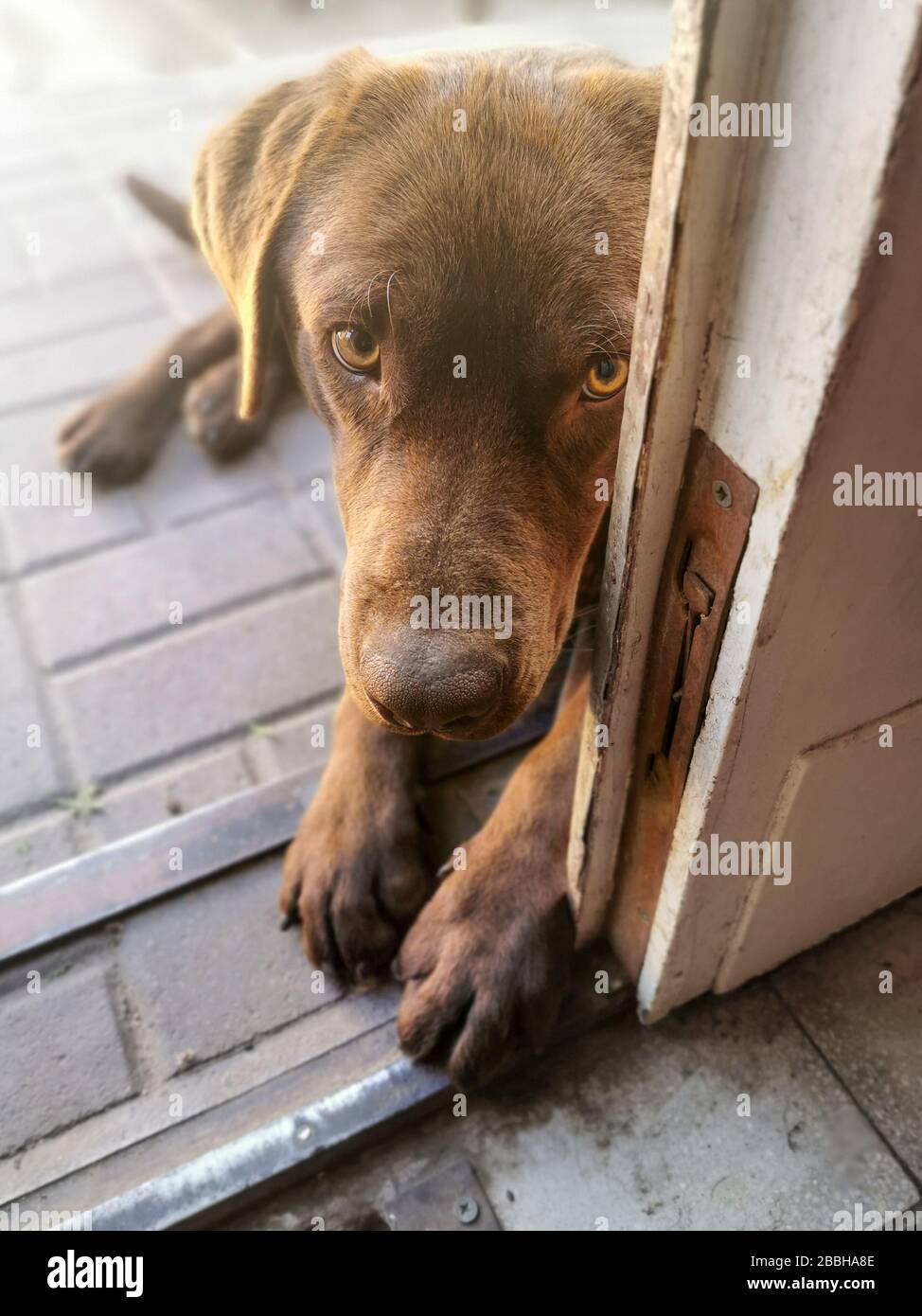 Süßer Schokoladenlabrador, der an der Tür auf dem Boden liegt Stockfoto