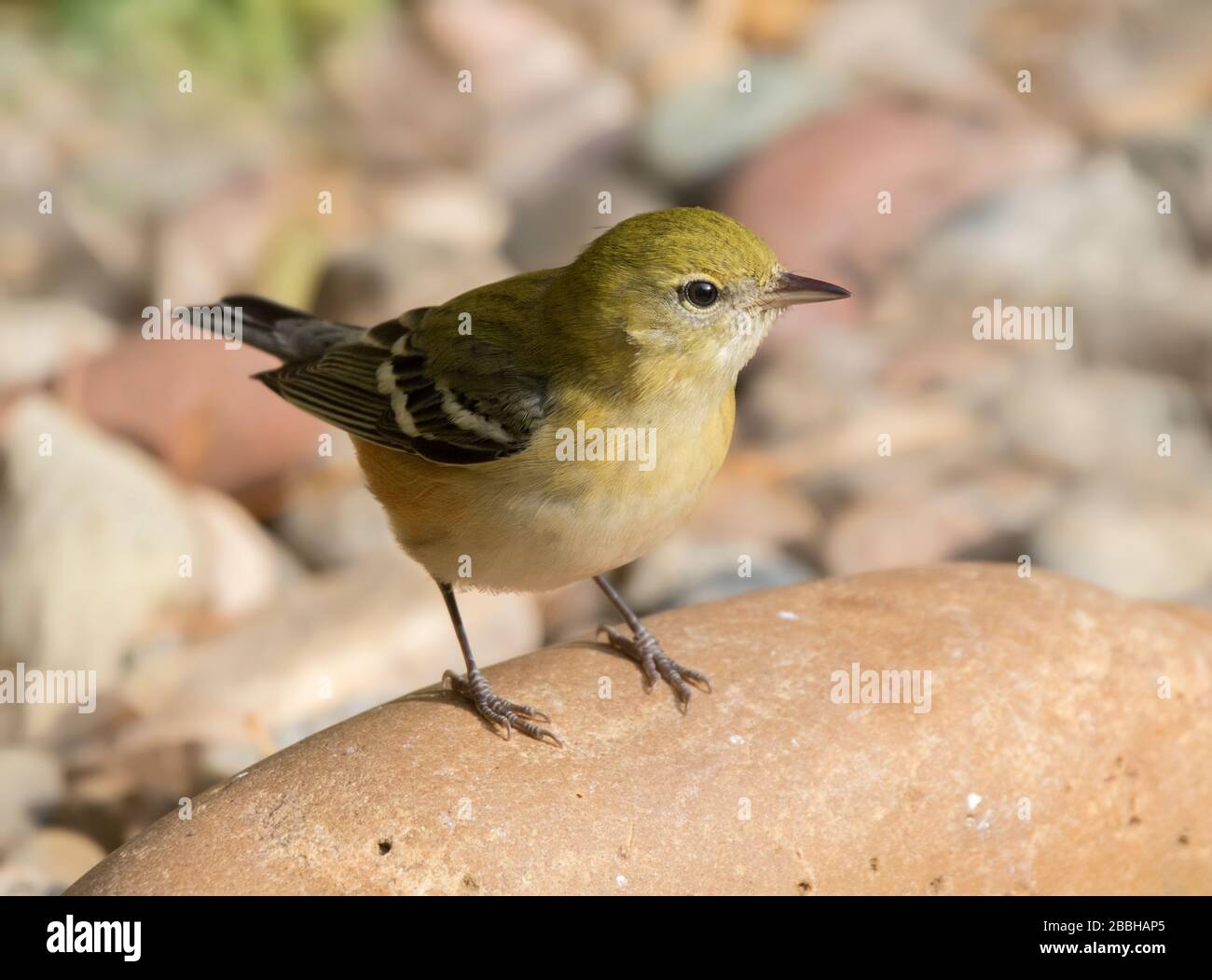 Ein Fallgefieder-Bay-Breasted-Warbler, Setophaga castanea in Saskatoon, Kanada Stockfoto