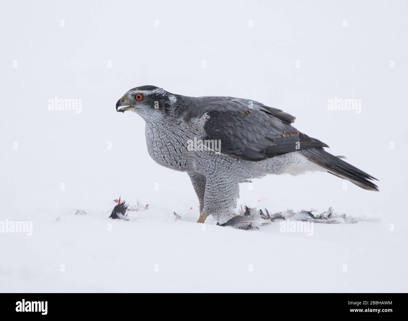 Der nördliche Goshawk, Accipiter Gentilis, steht über Prey in Saskatoon, Saskatchewan, Kanada Stockfoto