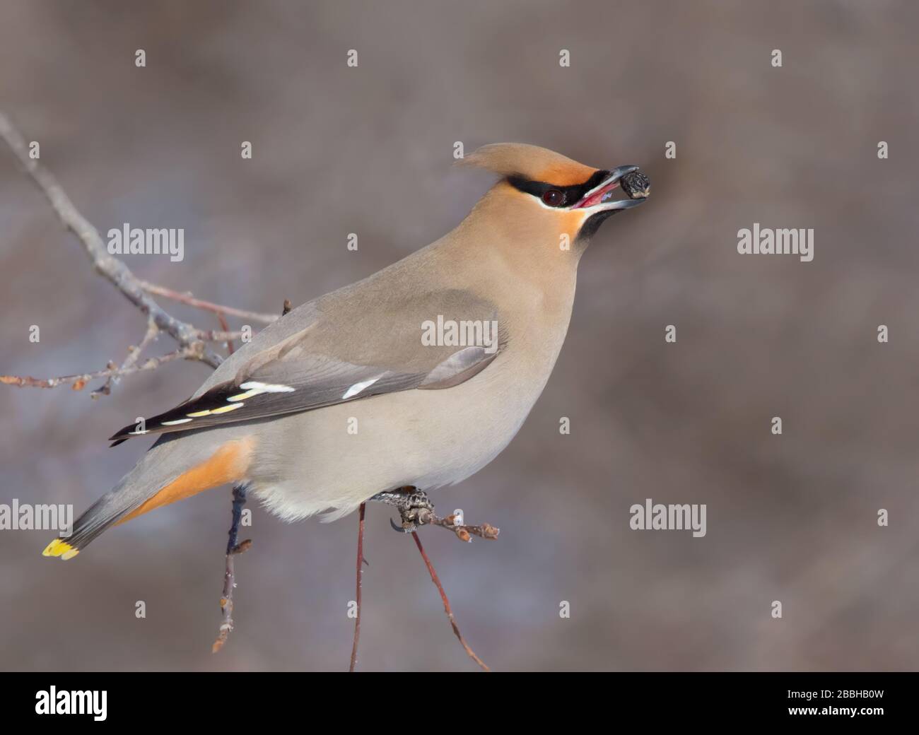 Bohemian Waxwing, Bombycilla garrulus, Beeren essen in Saskatchewan, Kanada Stockfoto