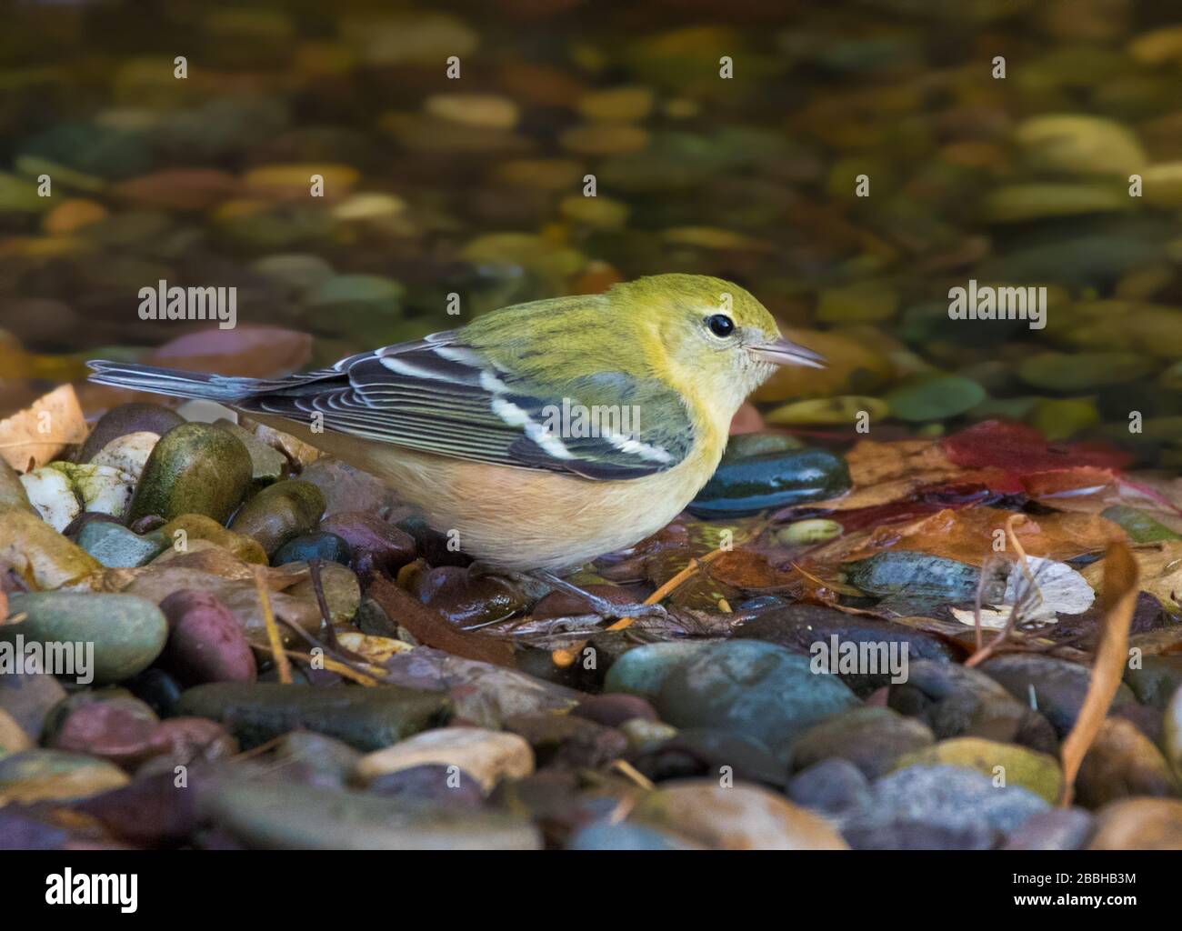 Ein Fallgefieder-Bay-Breasted Warbler, Setophaga castanea an einem Teich in Saskatoon, Kanada Stockfoto