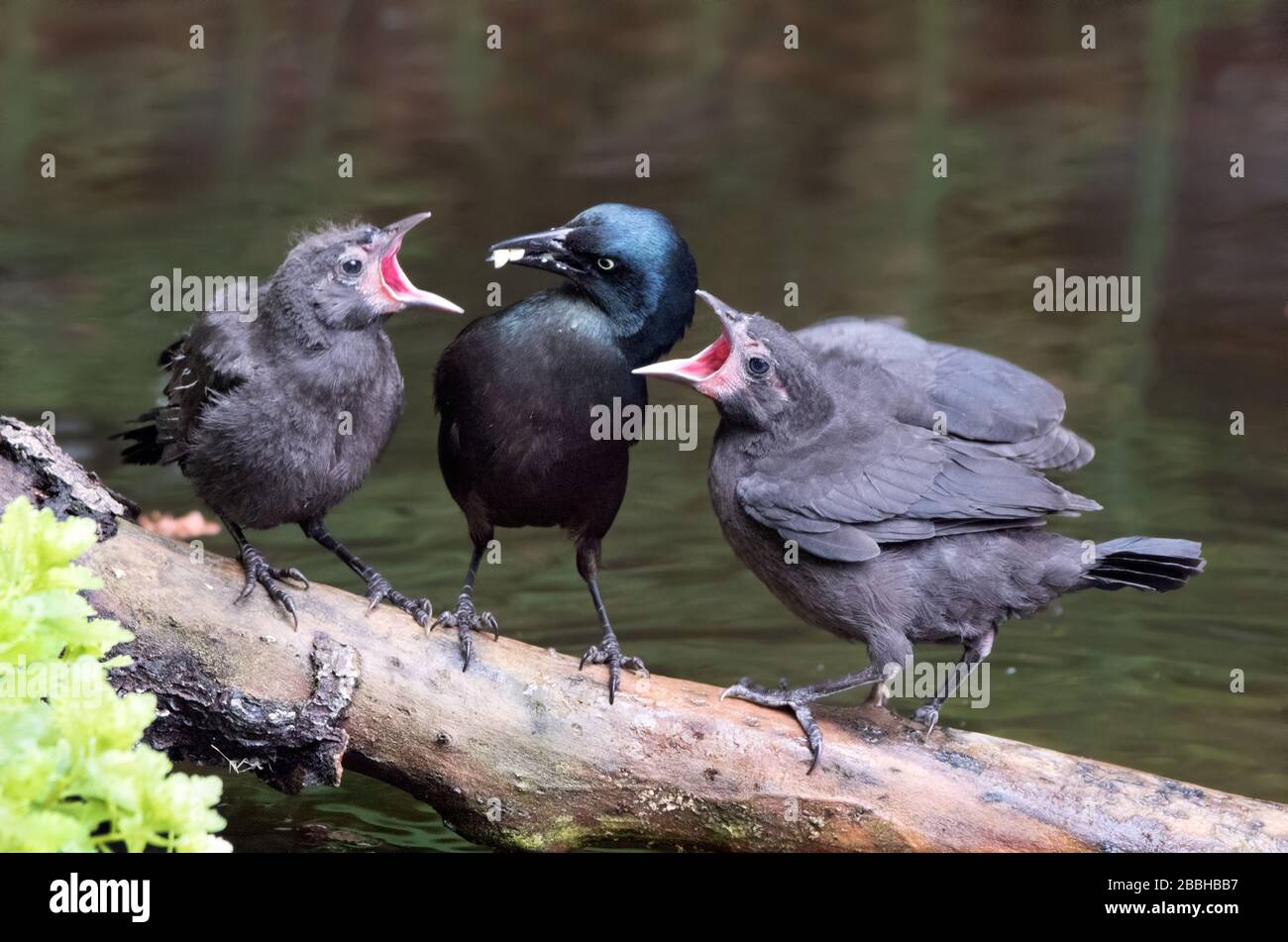Common Grackle, Quiscalus quiscula, füttert seine Küken an einem Teich in Saskatoon, Saskatchewan, Kanada Stockfoto