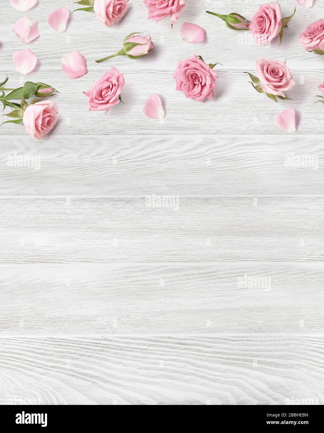 Rosenblumen auf weißem Holzhintergrund mit Kopierraum für Design, Text. Draufsicht auf rosafarbene Rosen und Rosenknospen. Tag Der Glücklichen Mütter. Stockfoto