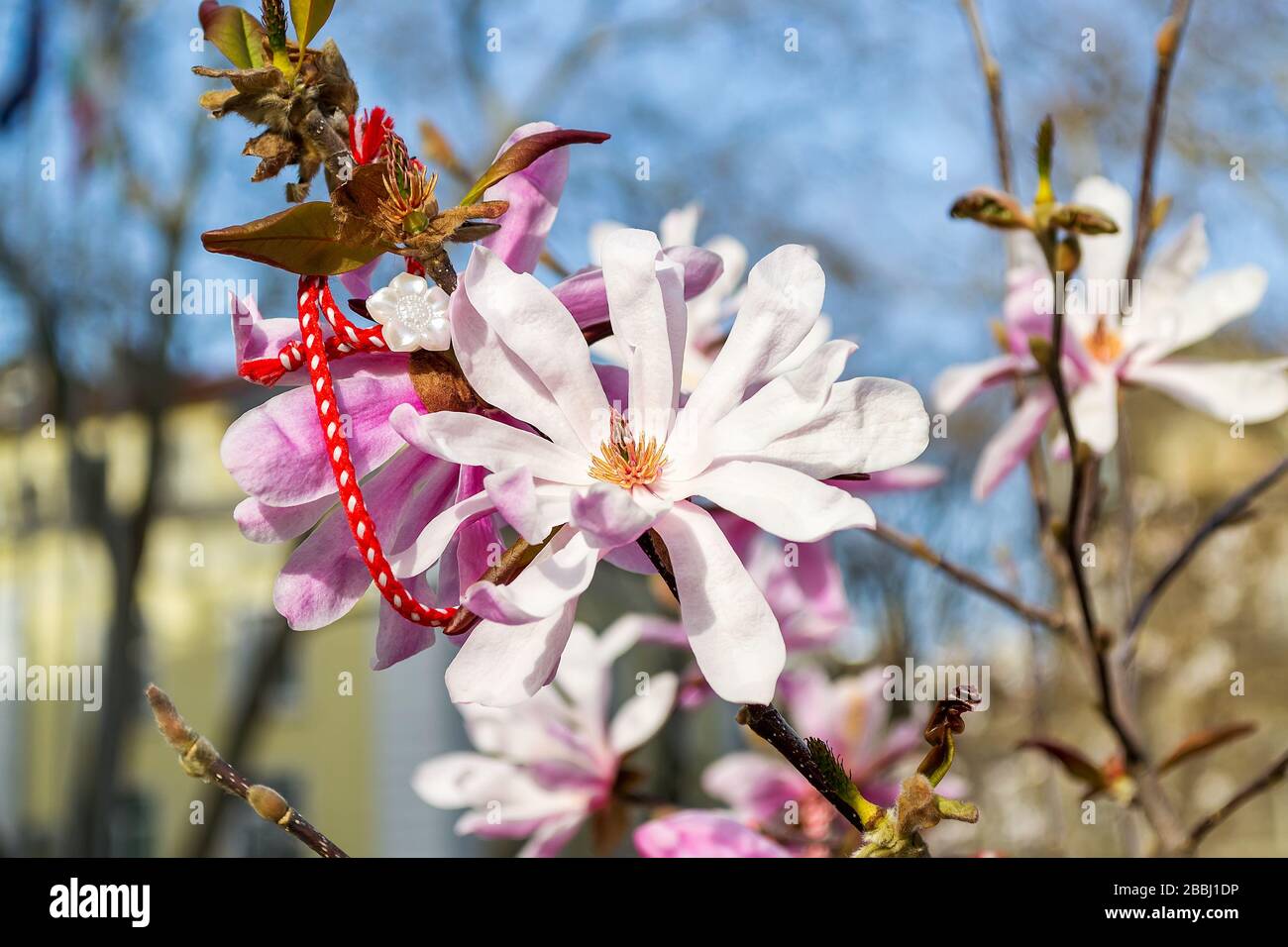 Tradition bulgarische Folklore Amulett Martenitsa in der Nähe der Blume einer blühenden rosaroten magnolie. Balkan-Amulett für Liebe, Glück, Gesundheit und Schutz vor dem Bösen. Stockfoto