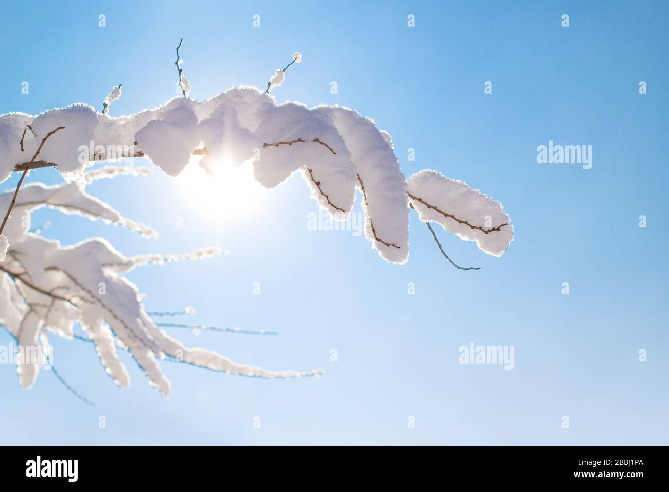 Mit weißem Frost bedeckte Baumzweige gegen einen blauen Himmel Stockfoto