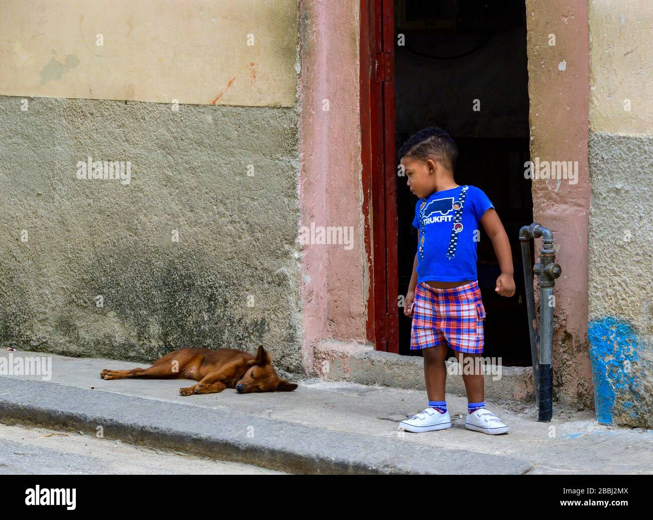 Junge und Hund, Havanna Vieja, Kuba Stockfoto