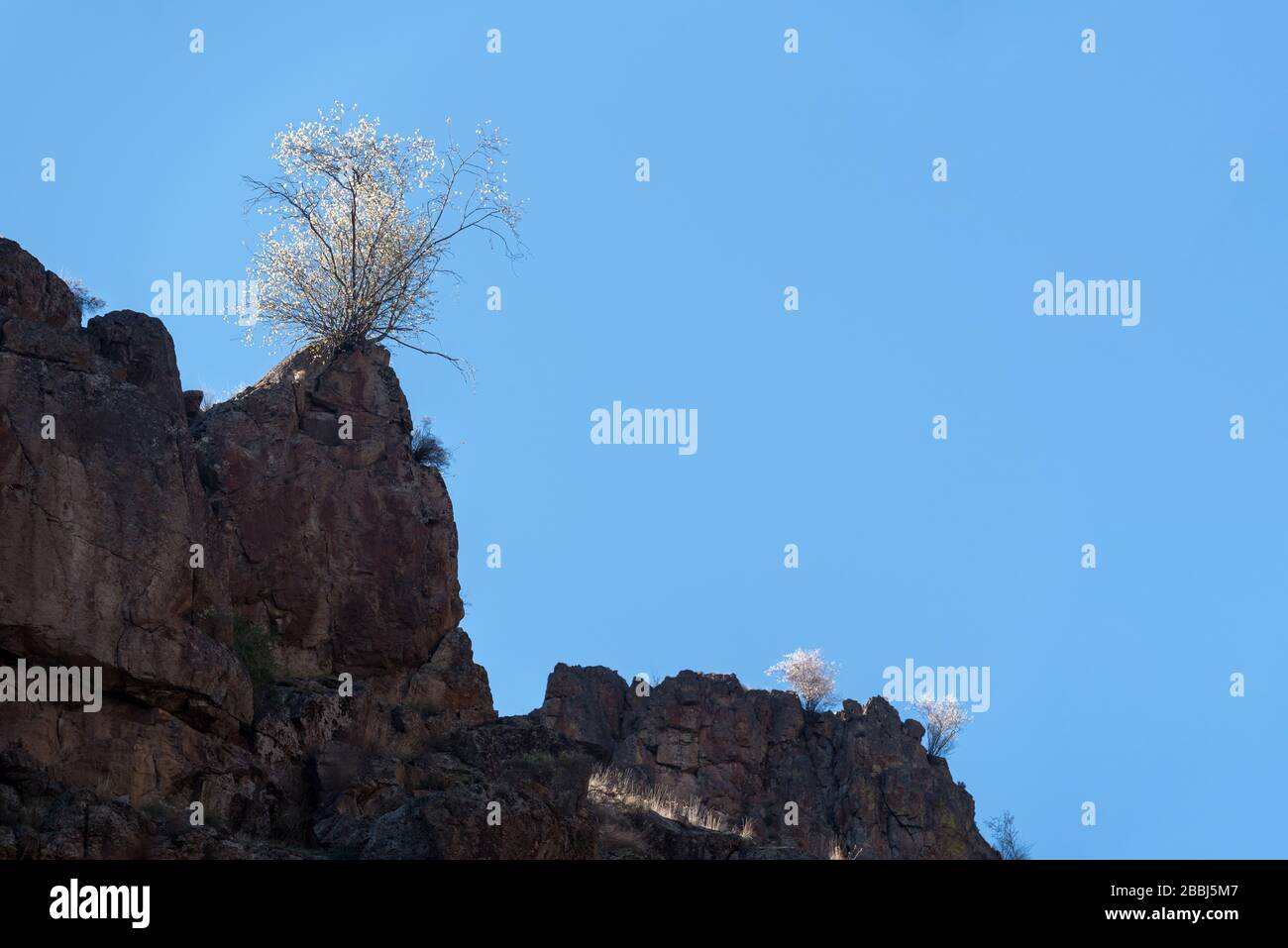 Serviceberry Blooming in Hells Canyon, Oregon. Stockfoto