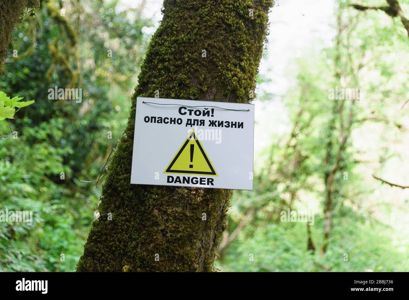 Das Zeichen Warnung vor Gefahr an einem Baum in einem Eibenkastenhain. Khosta, Sotschi, Region Krasnodar. Die Aufschrift auf Russisch ' Stopp! Lebensbedrohlich" Stockfoto