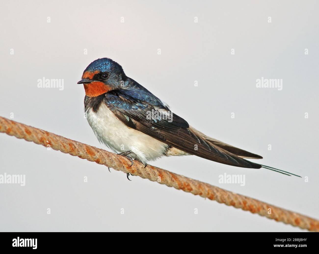 Rauchschwalbe am Kabel Stockfoto