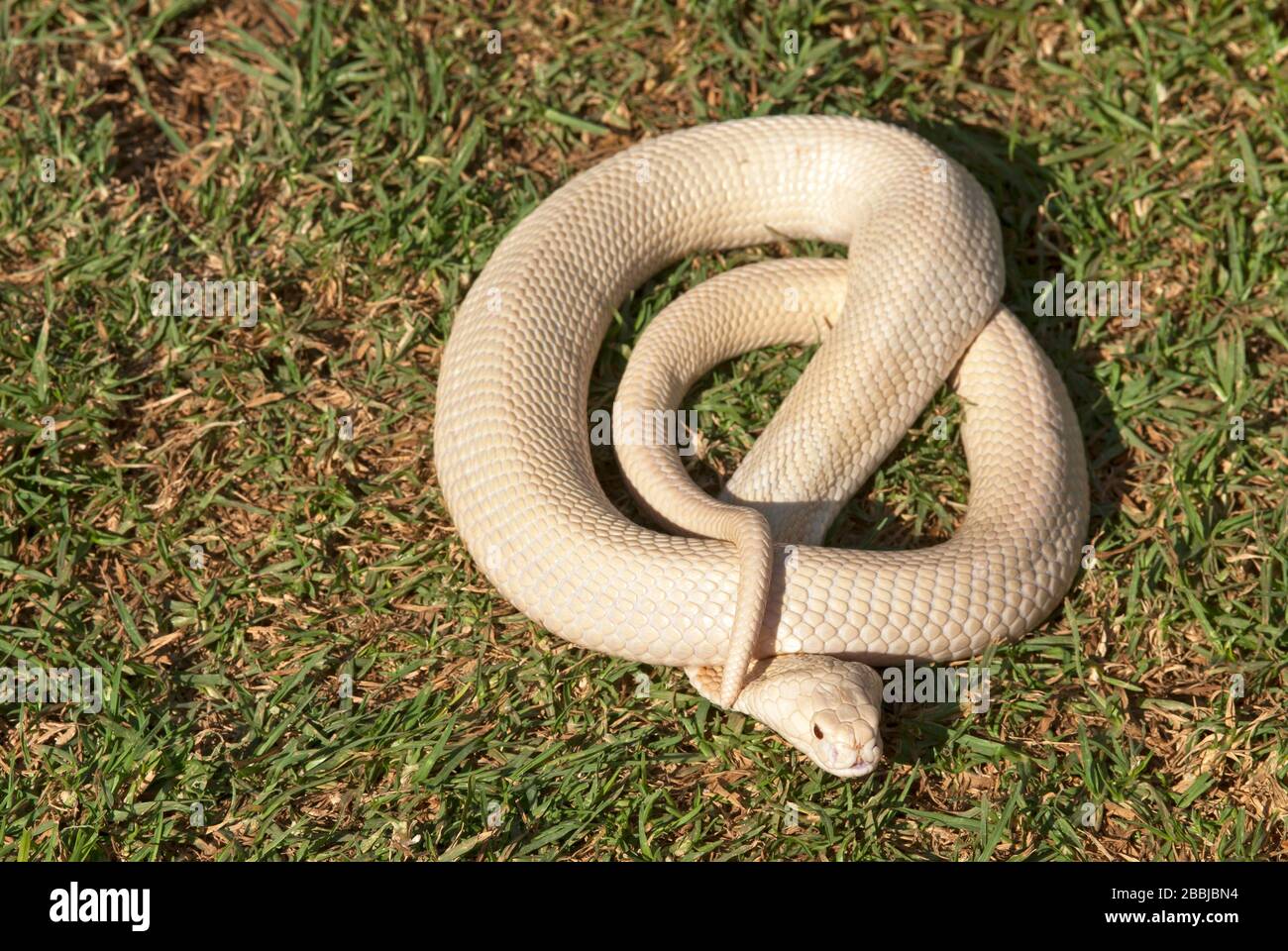 Weiße Kobra auf Gras in Nahaufnahme Stockfoto