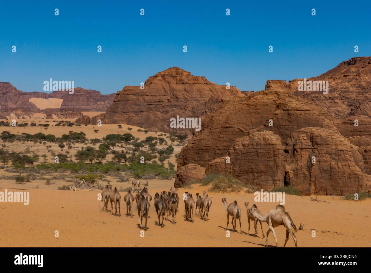 Natürliche Felsformationen und Wanderkamele, Tschad, Afrika Stockfoto