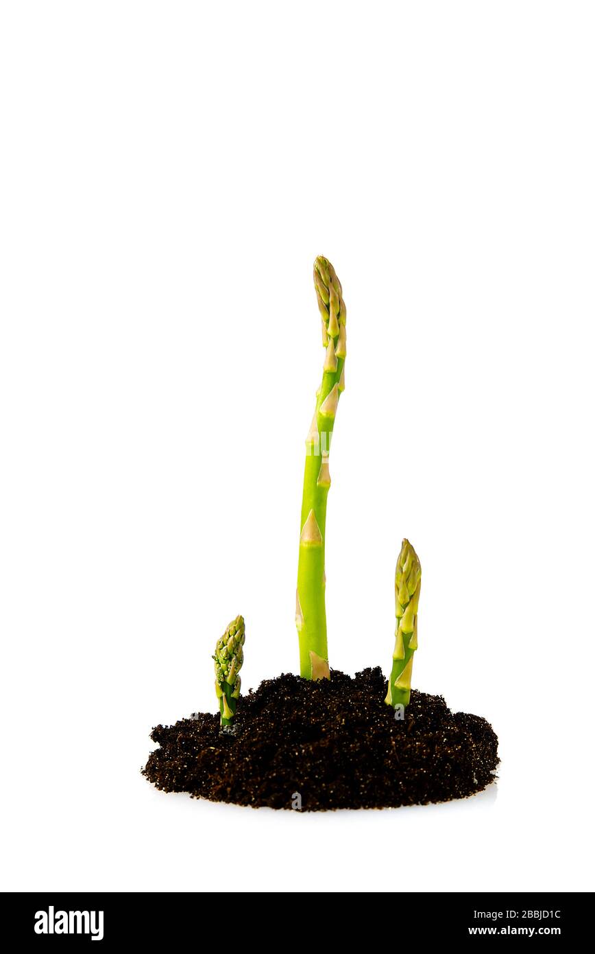 Grüner Spargel im Gartengrund, isoliert. Spargel aus biologischem Anbau isoliert auf weißem Grund Stockfoto