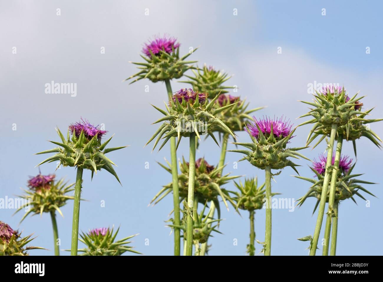 Dornblüte Stockfoto