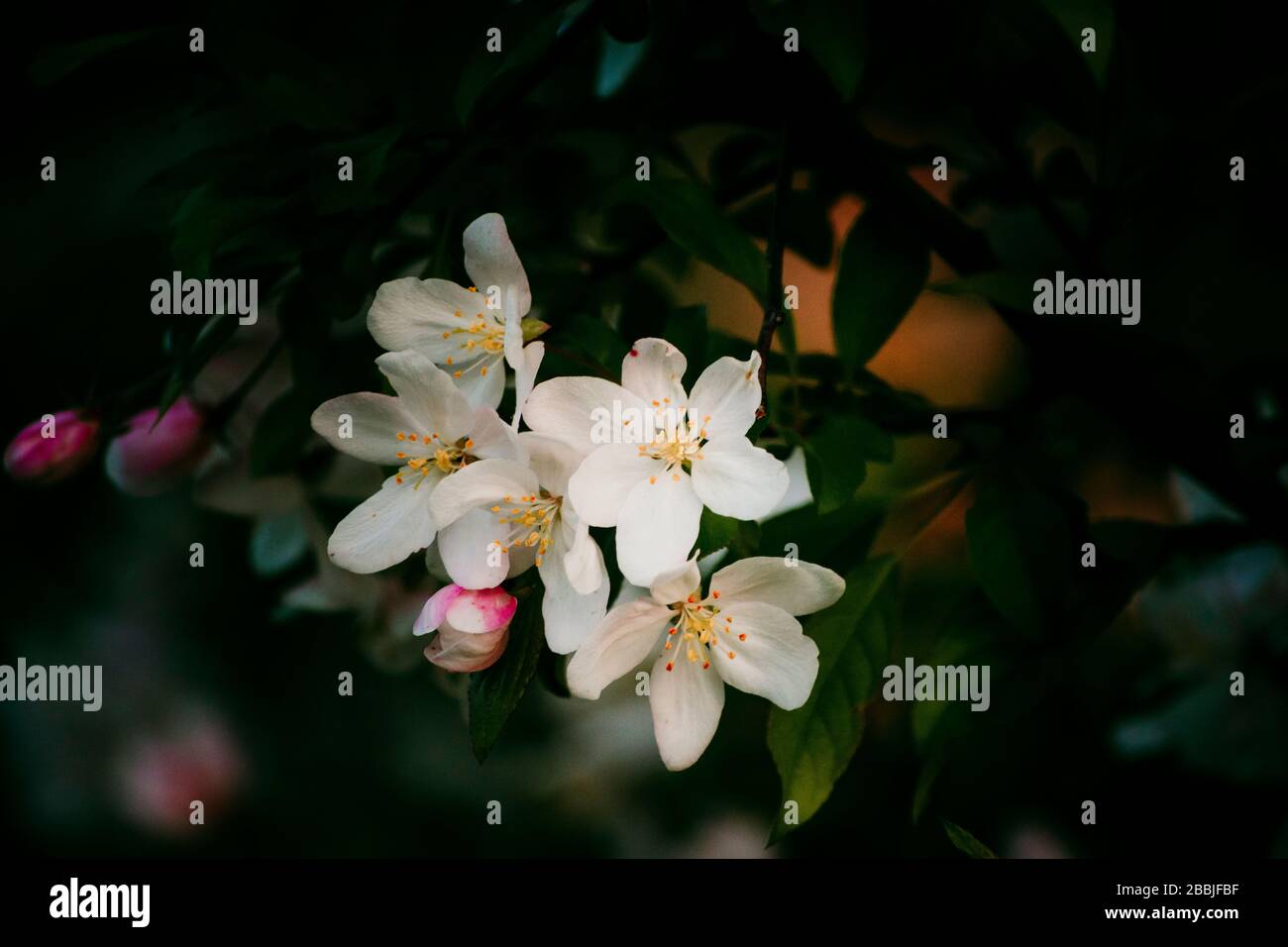 Frühlingsblüten auf einem blühende Baum Stockfoto
