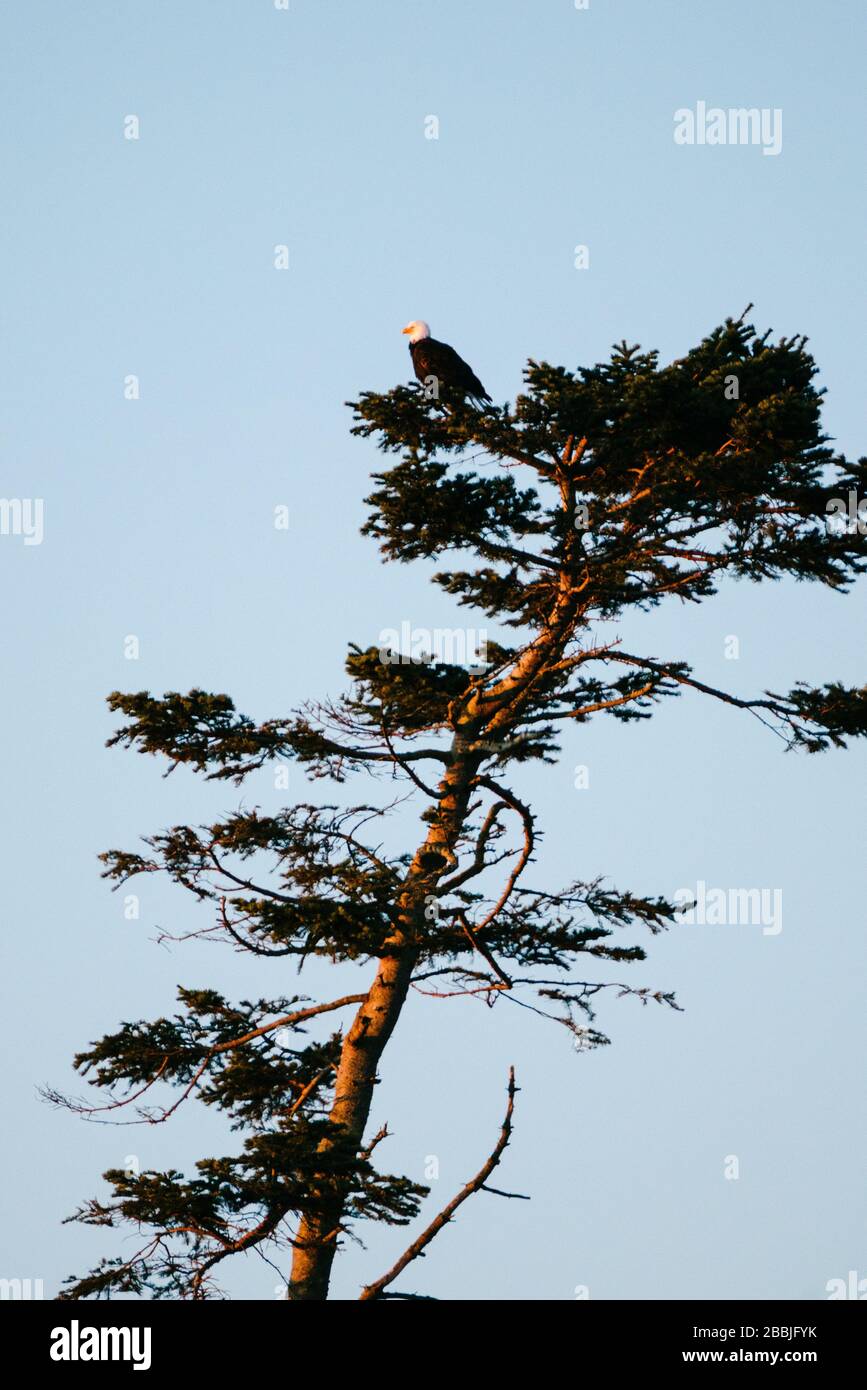 Ein Weißkopfseeadler thront auf einem immergrünen Baum im Deception Pass State Park Stockfoto