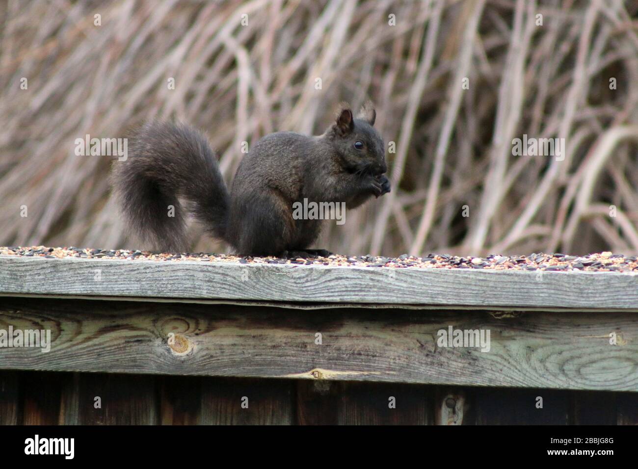 Eichhörnchen im Hinterhof Stockfoto