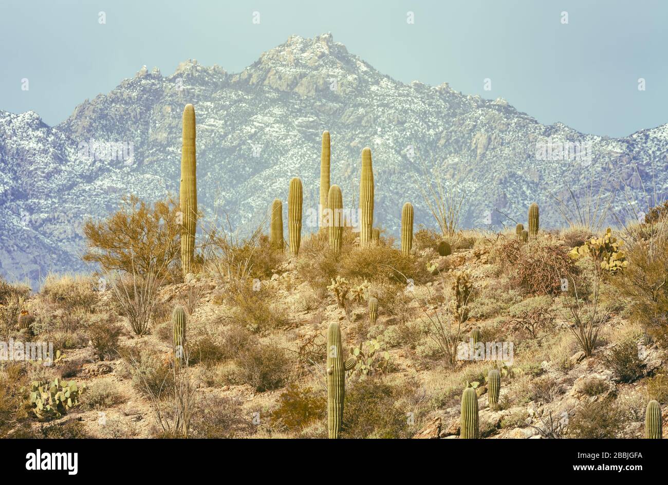 Sonora-Wüstenlandschaft mit saguaro-Kakteen, Carnegiea gigantea und schneebedeckten Berggipfeln im Saguaro-Nationalpark in Tucson, Arizona, USA. Stockfoto
