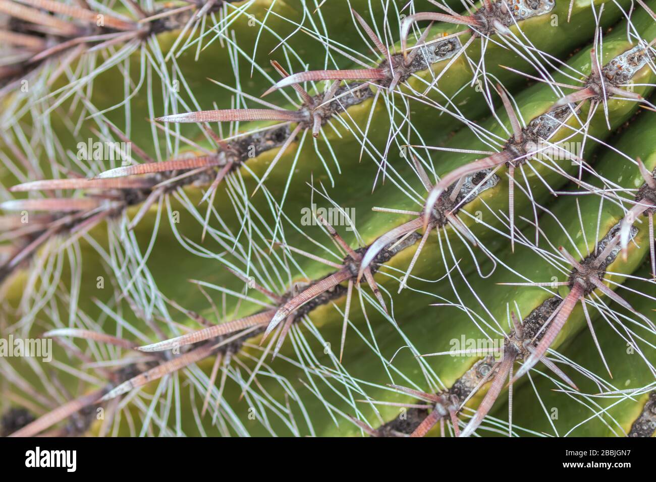 Nahaufnahme der Wirbelsäulen eines Barrel Cactus Ferocactus wislizeni. Stockfoto